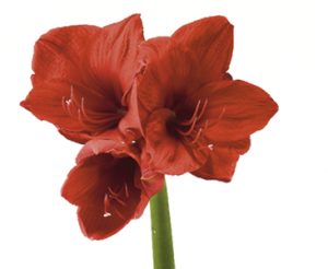 significado da flor amaryllis