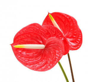 significado da flor anthurium