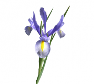 significado da flor iris