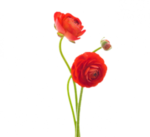 significado da flor ranunculus