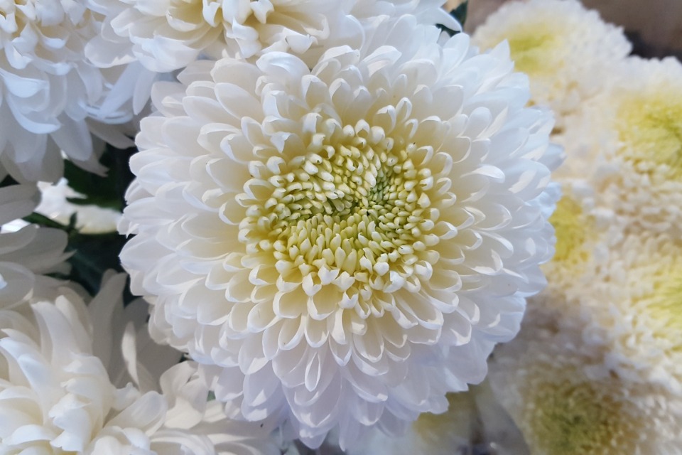 crisantemo-florisul