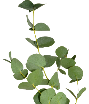 eucalipto-florisul