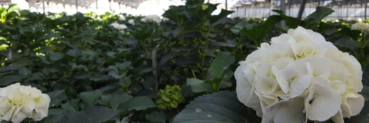 plantacao-hortense-florisul