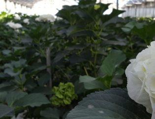 plantacao-hortense-florisul