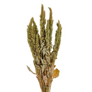 amaranthus-retro-flor-seca-florisul