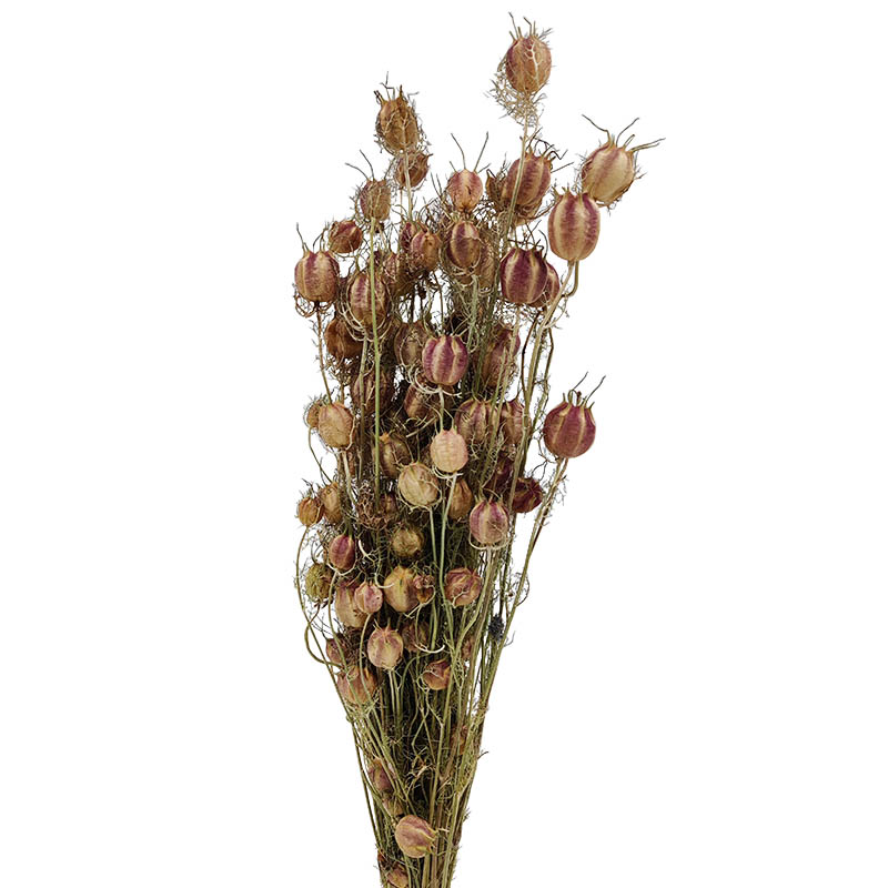 nigella-flor-seca-florisul