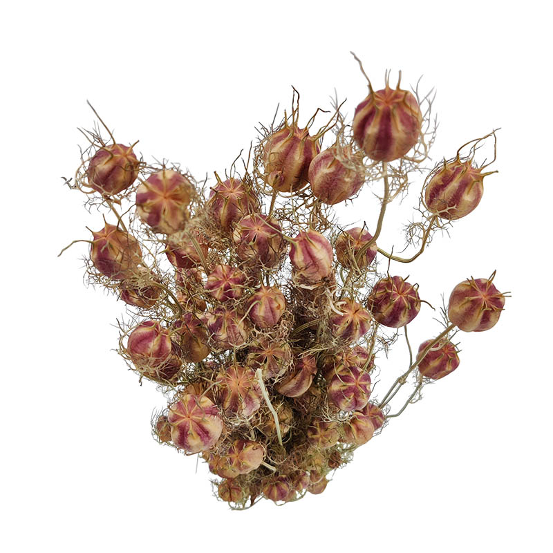 nigella-flor-seca-florisul