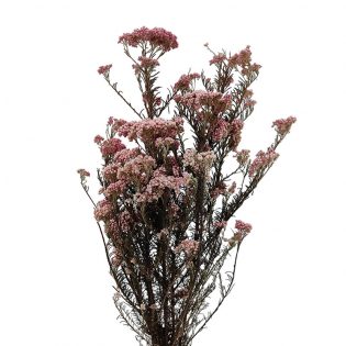 flor-arroz-seca-florisul
