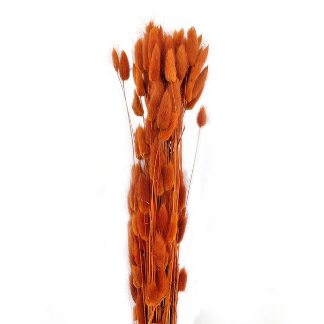 lagurus-secos-laranja-florisul