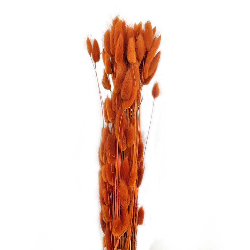 lagurus-secos-laranja-florisul
