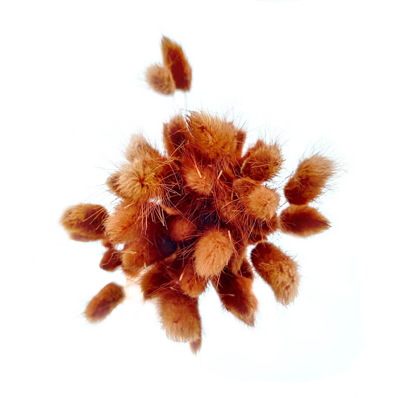 lagurus-secos-laranja-florisul