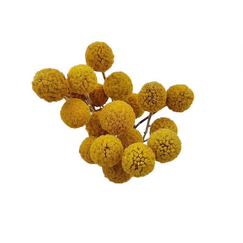 craspedia-flor-seca-florisul