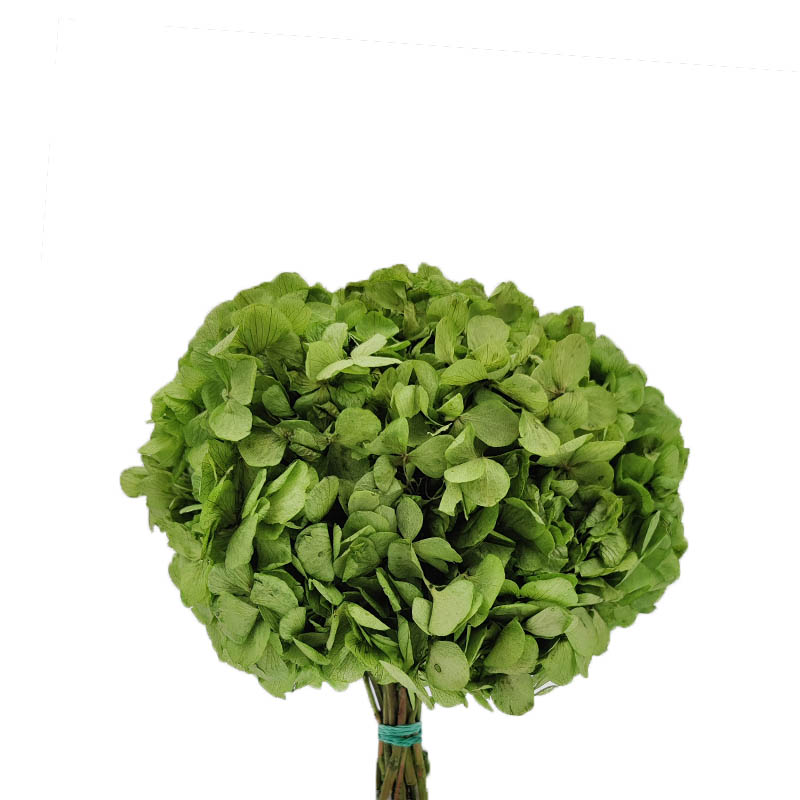 hortense-verde-seca
