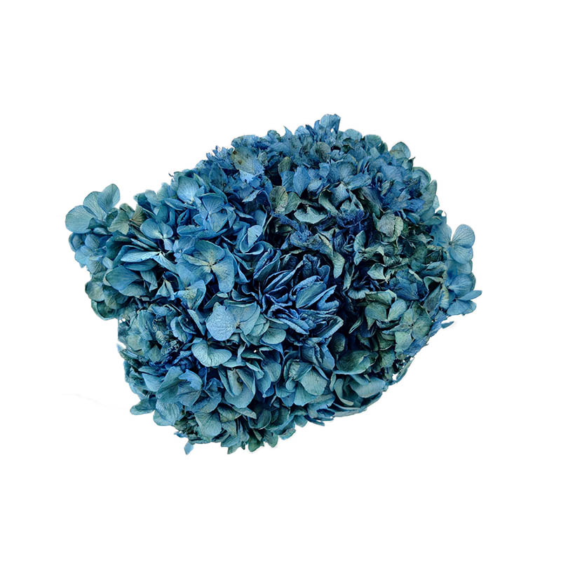 hortense-azul-seca-florisul