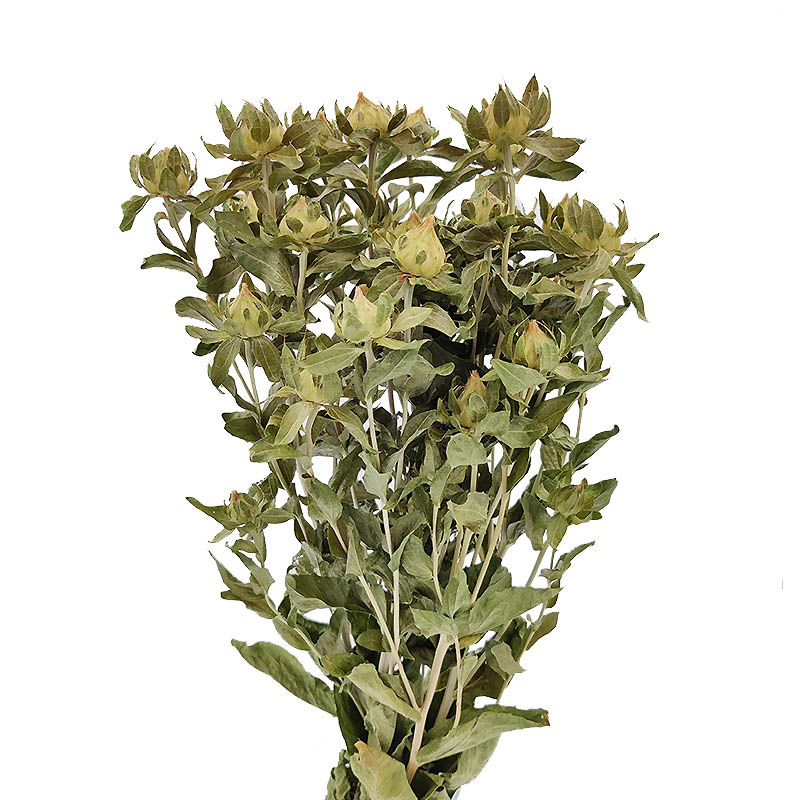carthamus-sem-flor-florisul