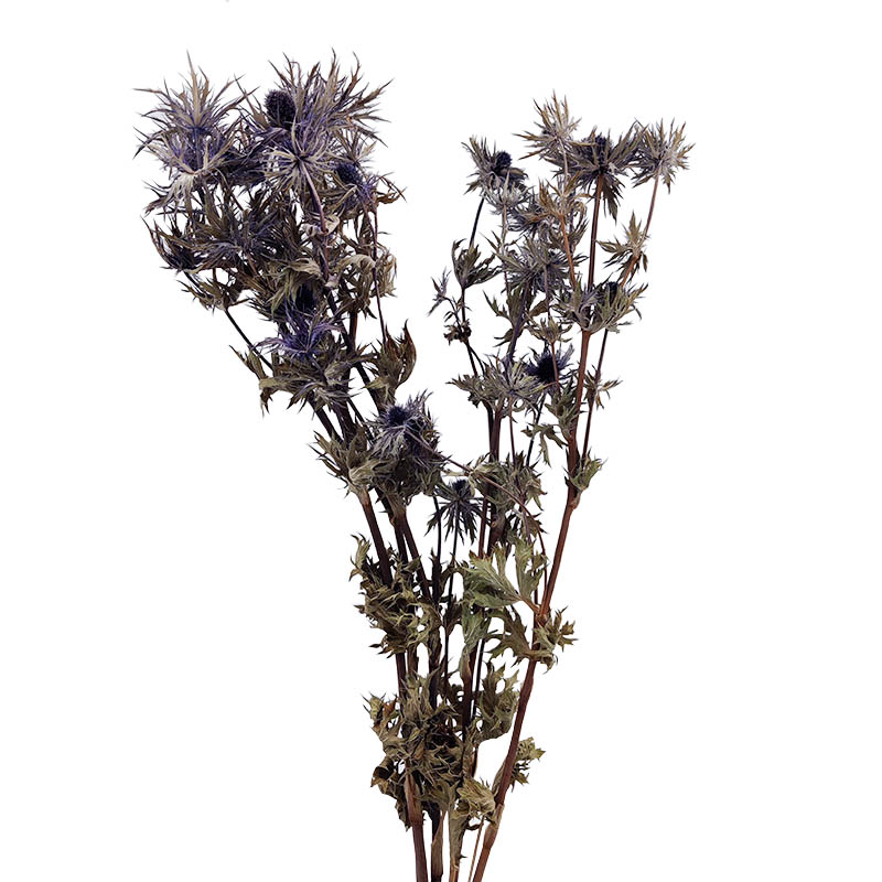 Eryngium Natural Blue Florisul