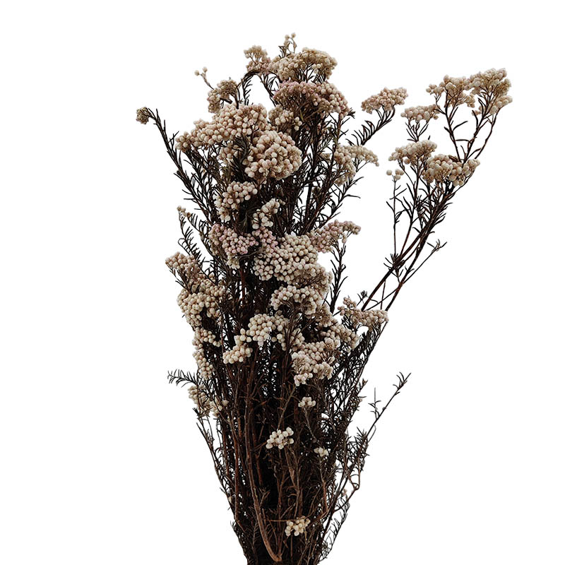 flor-arroz-branca-seca-florisul