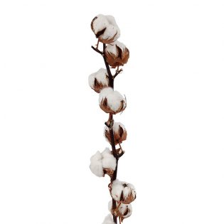 flor-de-algodao-florisul