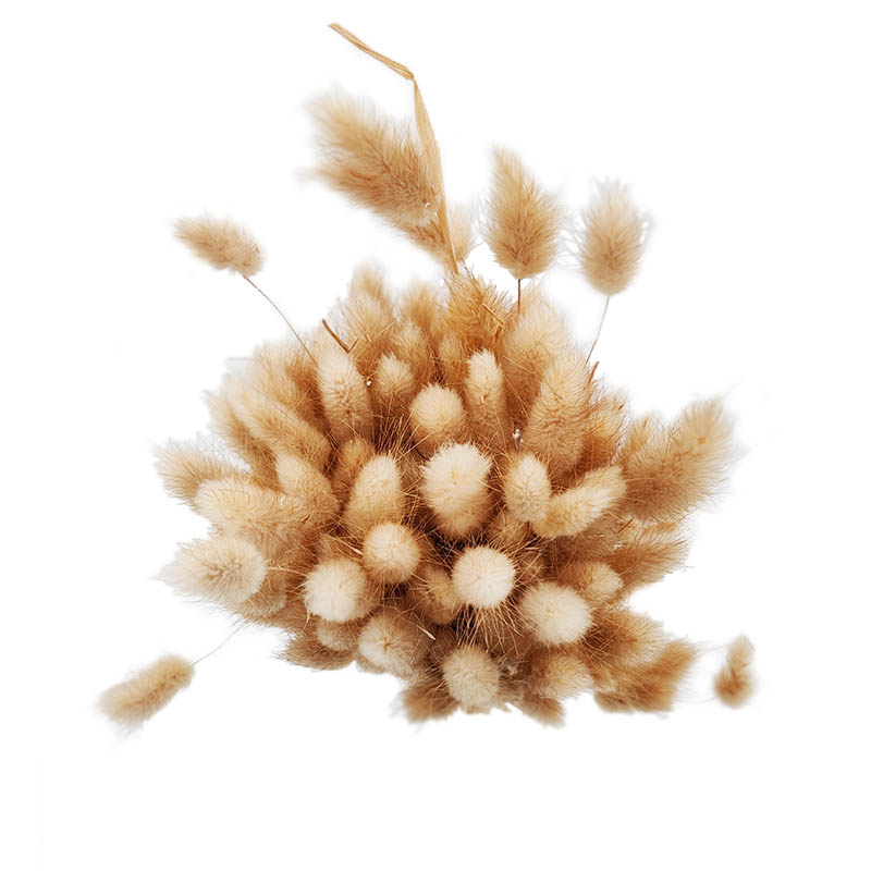 Lagurus - Image 2
