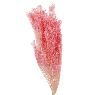 bromm-bloom-flor-seca-florisul