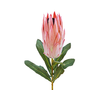 significado-da-flor-protea-florisul
