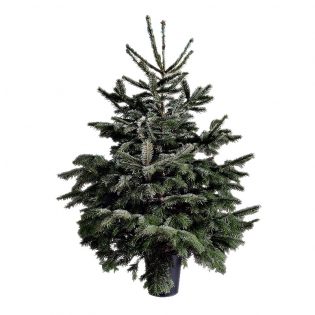 arvore-de-natal-natural-florisul