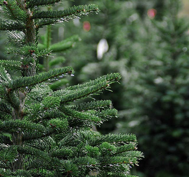 pinheiros-naturais-florisul