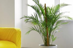 palmeira-arecca-em-casa-florisul