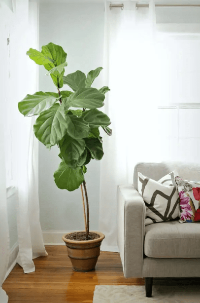 plantas-de-interior-em-casa-florisul