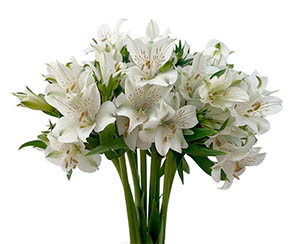alstroemerias-flores-florisul