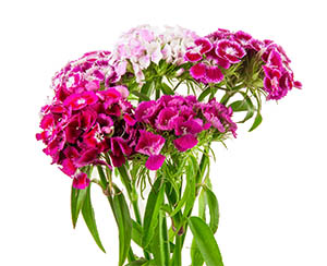 barbatos-flores-florisul
