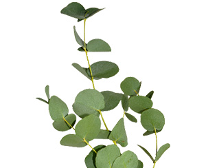 eucalipto-flor-de-corte-florisul