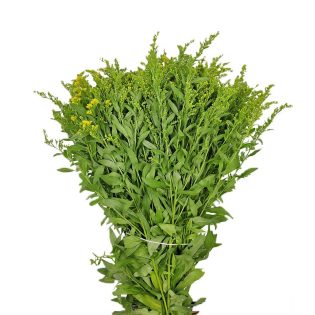 solidago-florisul