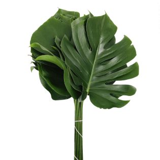 folha-monstera-florisul