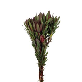 leucadendron-pequeno-florisul