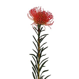 protea-agulha-florisul