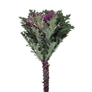 brassica-flor-de-corte-florisul