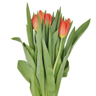 tulipa-florisul