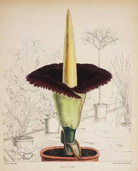 Amorphophallus-titanum-florisul