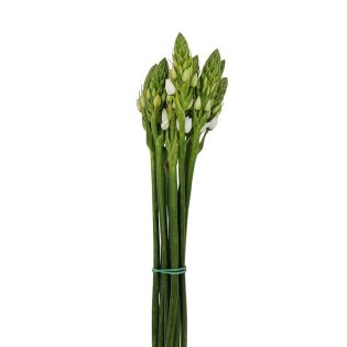 ornithogalum-flores-frescas-florisul