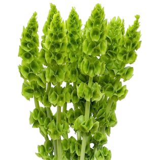 molucella-flor-de-fresca-florisul