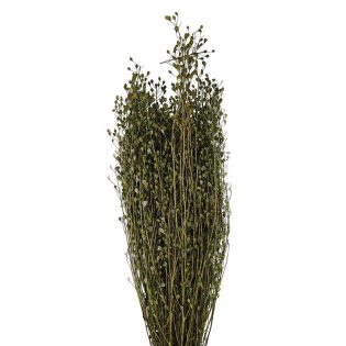 lepidium-flor-seca-florisul