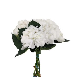 hortense-hydrangea-flor-fresca-florisul