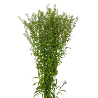 thlaspi-green-flor-de-corte-florisul