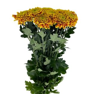 crisantemo-dalia-flor-de-corte-florisul