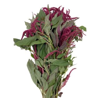 amaranthus-flor-de-corte-florisul