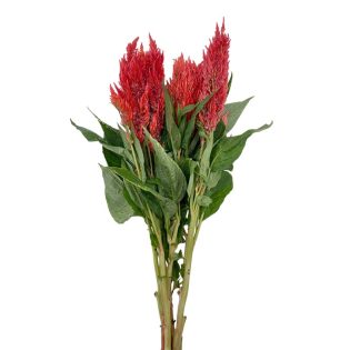 celosia-flor-de-corte-florisul