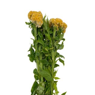 celosia-flor-de-corte-florisul