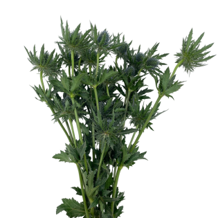 eryngium-flor-de-corte-florisul