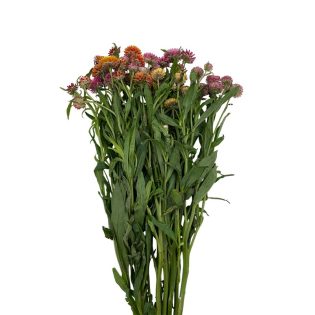flor-de-palha-flor-de-corte-florisul